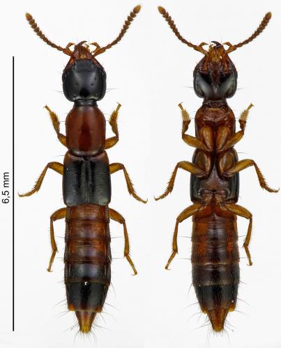 Réf. 183 044 : Atrecus affinis