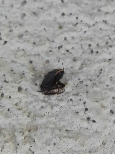 Loboptera canariensis