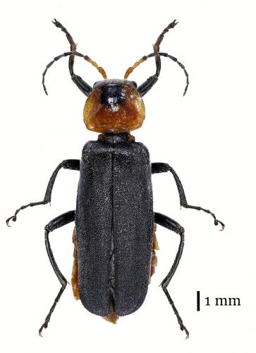 Cantharis fusca