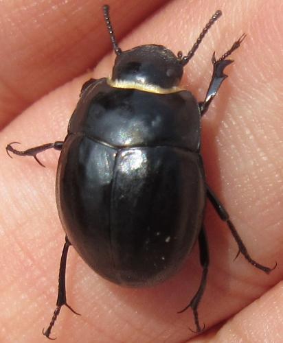 Réf. 183 534 : Erodius sp.