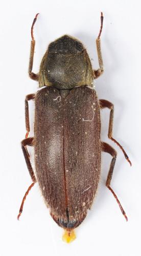 Dryops auriculatus