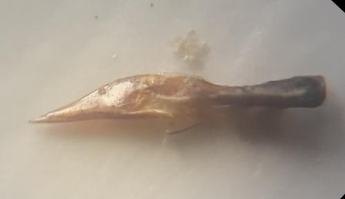 Dryops auriculatus