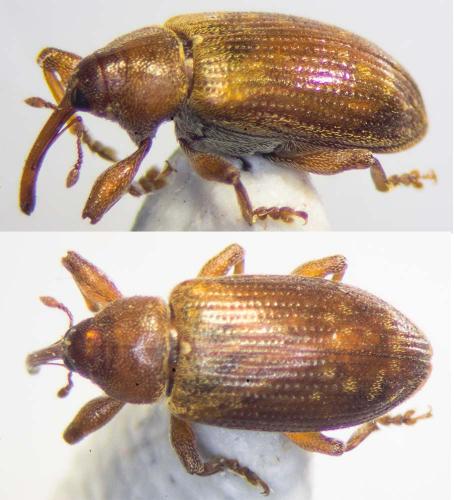 Réf. 183 213 : Dorytomus tortrix