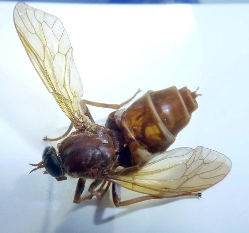 Coenomyia ferruginea