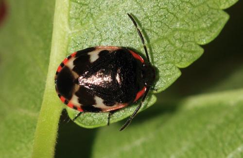Tritomegas delagrangei