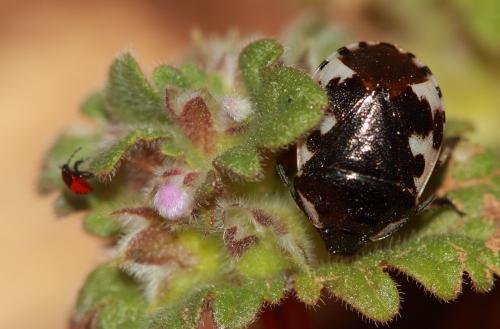 Tritomegas delagrangei