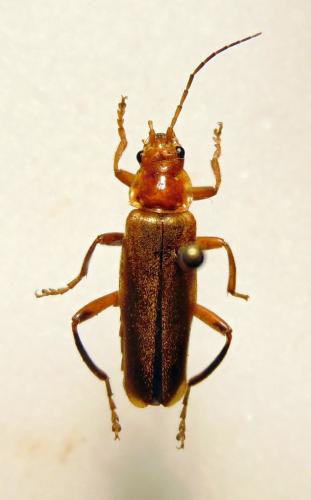 Réf. 183 017 : Cantharis livida