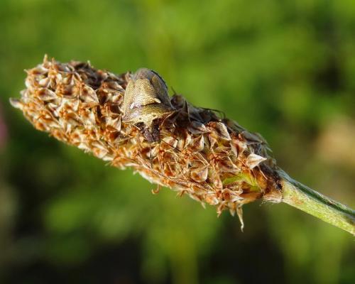 Réf. 183 839 : Eysarcoris aeneus