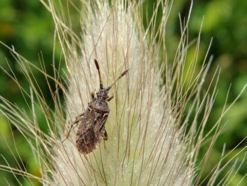 Réf. 183 656 : Strobilotoma typhaecornis