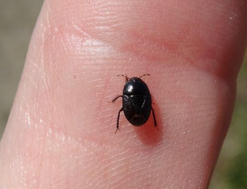 Geotomus sp.