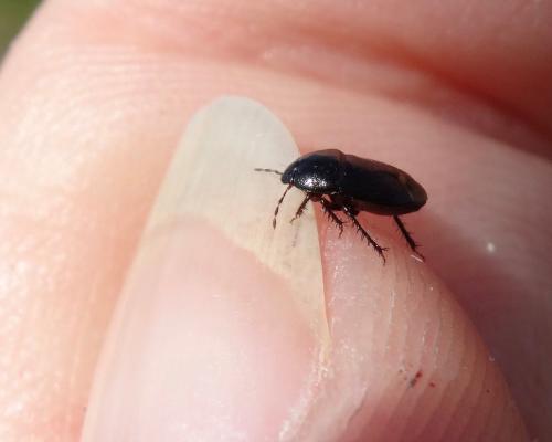 Geotomus sp.