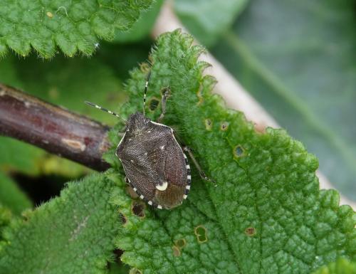 Holcostethus sphacelatus