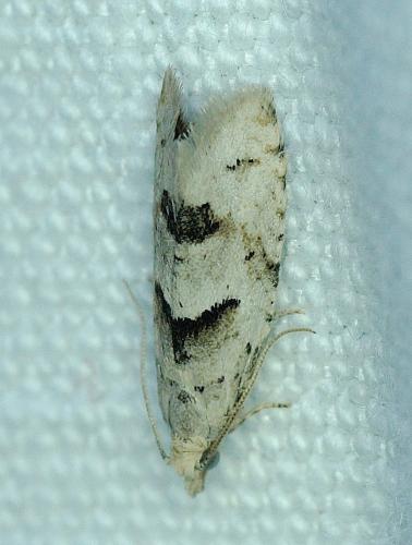 Epinotia bilunana