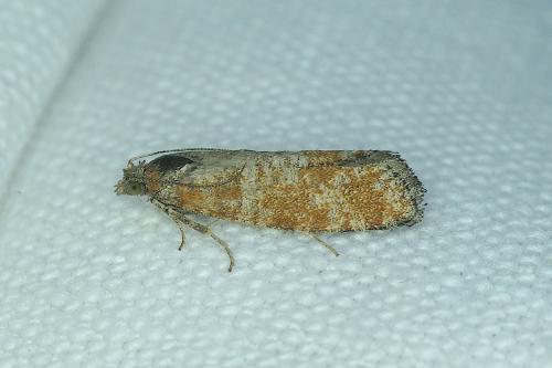 Rhyacionia pinivorana