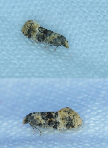 Réf. 183 444 : Cochylis nana