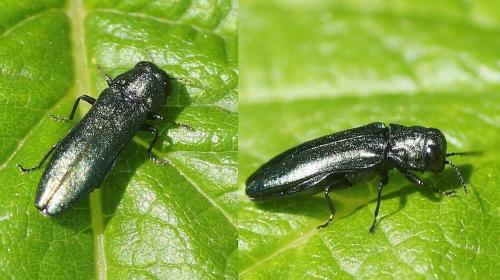 Réf. 183 754 : Agrilus sp.