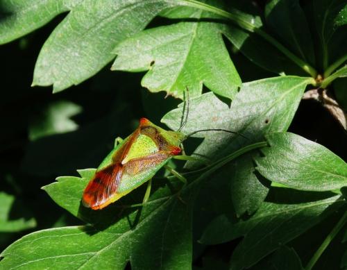 Acanthosoma haemorrhoidale haemorrhoidale