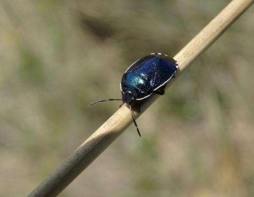 Canthophorus melanopterus