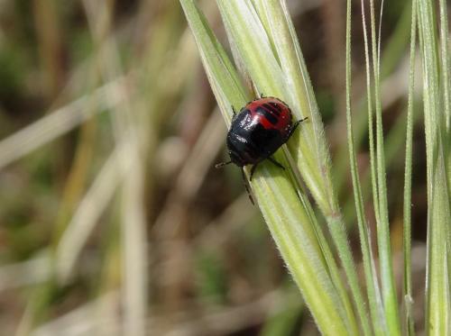 Canthophorus melanopterus