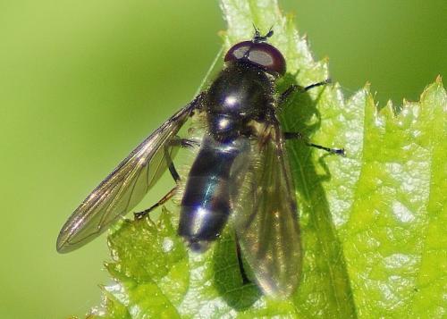 Réf. 183 072 : Cheilosia sp.