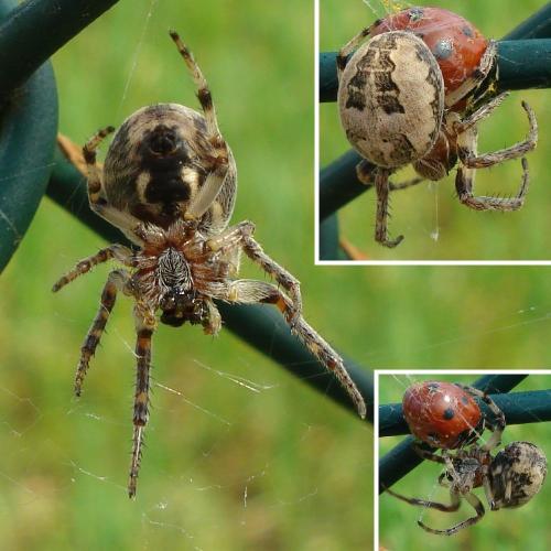 Réf. 183 165 : Larinioides sp.
