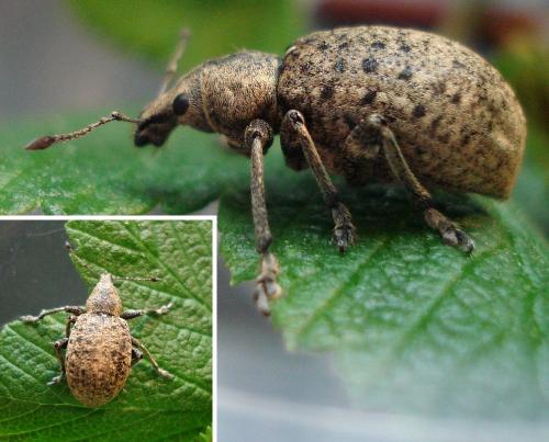 Liophloeus tessulatus
