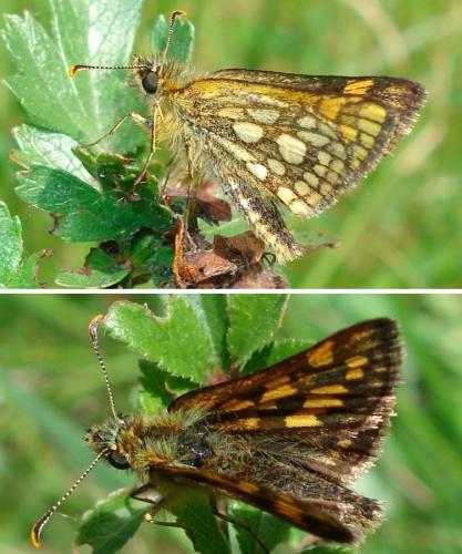 Réf. 183 800 : Carterocephalus palaemon