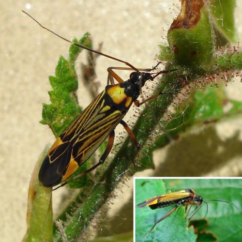 Miris striatus