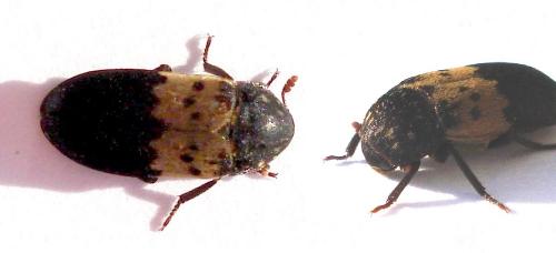 Réf. 183 485 : Dermestes lardarius
