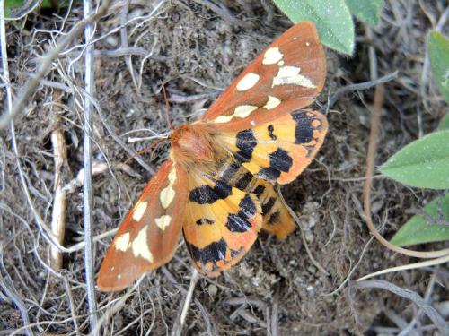 Réf. 183 604 : Hyphoraia testudinaria