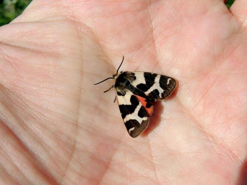 Watsonarctia deserta