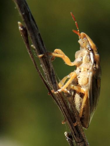 Aelia notata