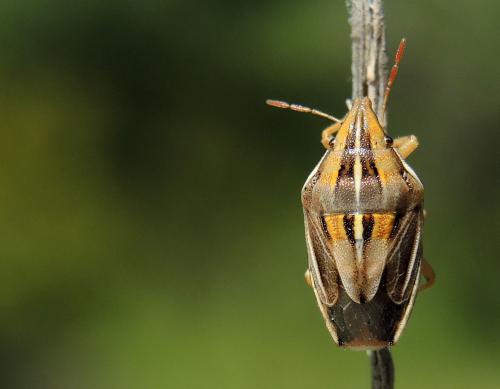 Réf. 183 859 : Aelia notata