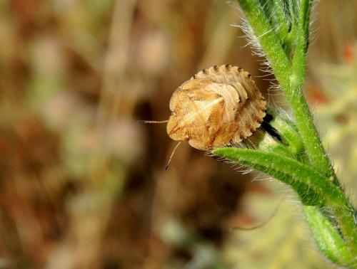 Eurygaster hottentotta