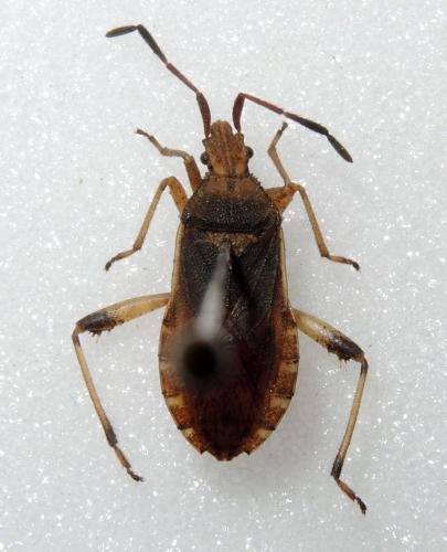 Ceraleptus lividus