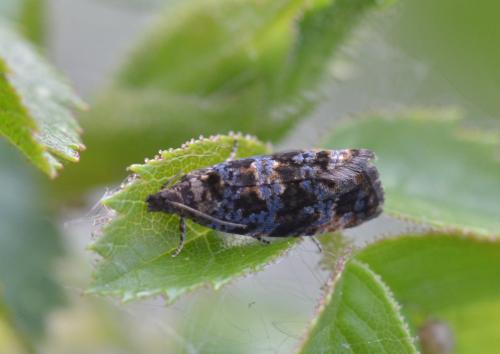 Réf. 183 352 : Endothenia ustulana