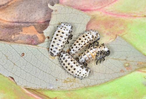 Chrysomela vigintipunctata