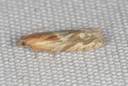 Eucosma (cana-hohenwartiana)