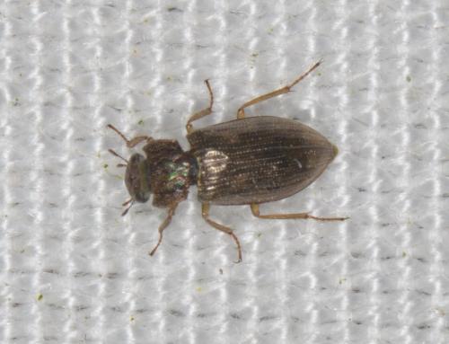 Helophorus grandis