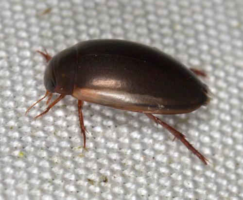 Réf. 183 542 : Ilybius fuliginosus