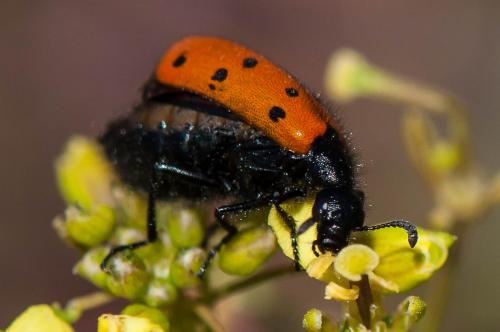 Hycleus scutellatus