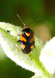 Réf. 183 585 : Deraeocoris schach