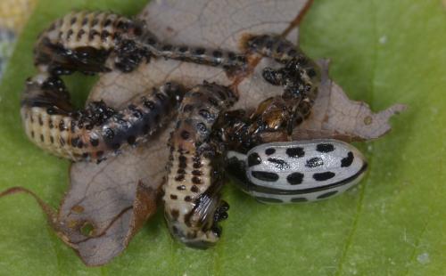 Chrysomela vigintipunctata