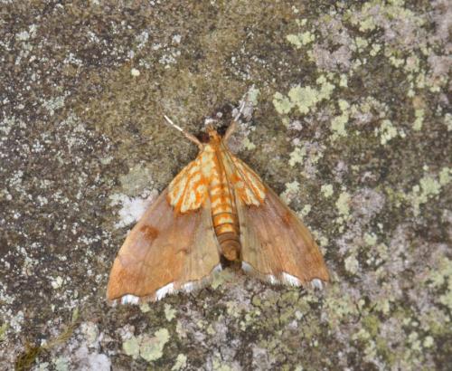 Agrotera nemoralis