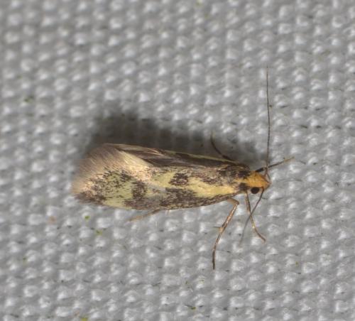 Denisia stipella