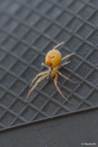 Anelosimus sp.