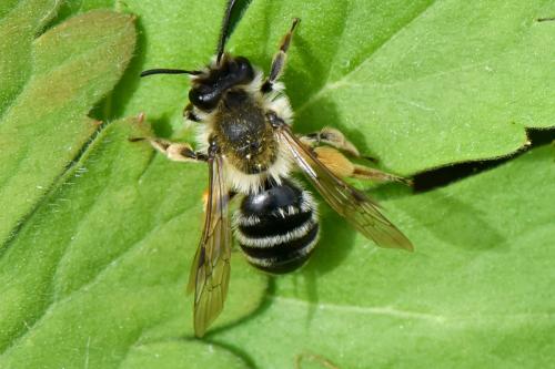 Andrena sp.