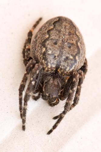 Réf. 183 818 : Nuctenea umbratica