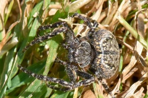 Réf. 183 666 : Nuctenea umbratica