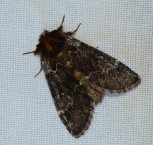 Réf. 183 522 : Drymonia melagona